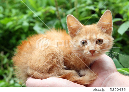 small red cat in hands small red cat in hands 5890436