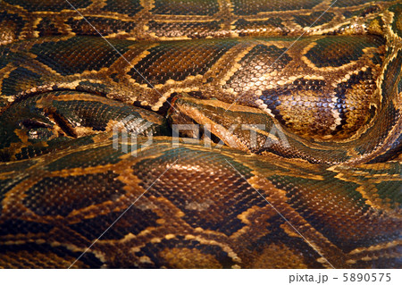 curled python 5890575