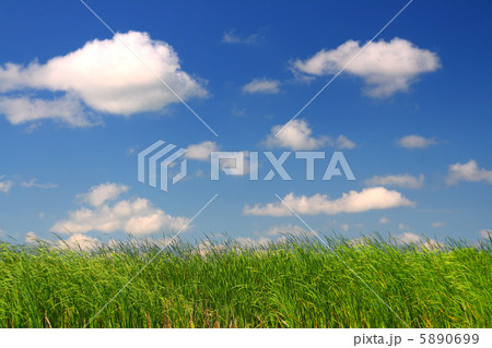 green grass under blue sky 5890699