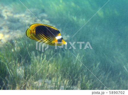 butterfly-fish over grass butterfly-fish over grass 5890702