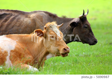two cows resting on green meadow two cows resting on green meadow 5890987
