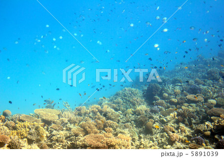 fish among corals in Red Sea 5891039