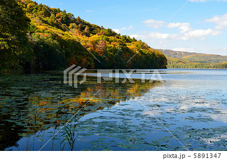 蓴菜沼の紅葉 蓴菜沼の紅葉 5891347