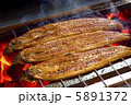 うなぎ うなぎ 5891372