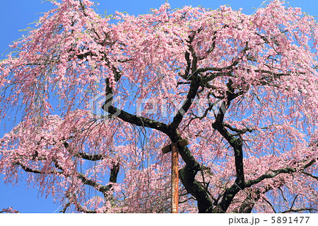 紅枝垂地蔵ザクラ 5891477