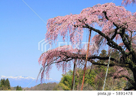 紅枝垂地蔵ザクラ 紅枝垂地蔵ザクラ 5891478