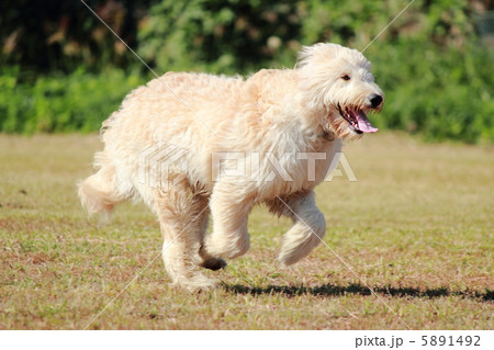 ゴールデンドゥードル ゴールデンドゥードル 5891492