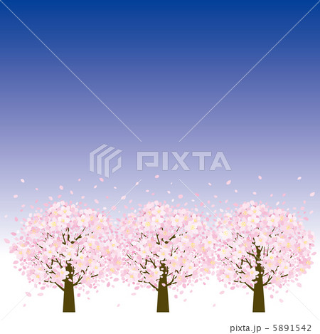 夜の桜並木 夜の桜並木 5891542