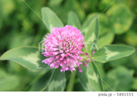 アカツメクサ ムラサキツメクサ の花の写真素材