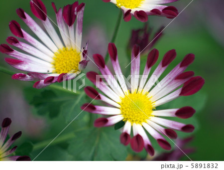 風車菊の写真素材 [5891832] - PIXTA