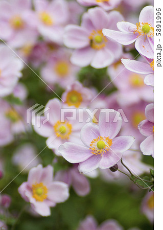 秋明菊 秋明菊 5891996