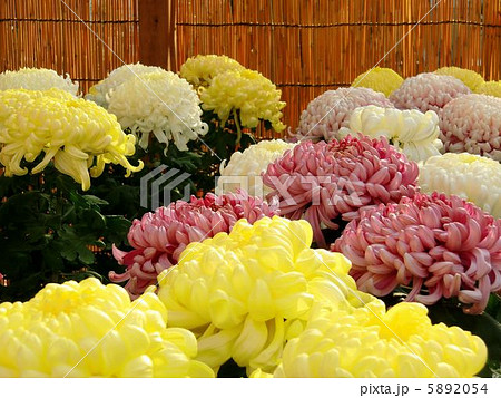 菊 5892054