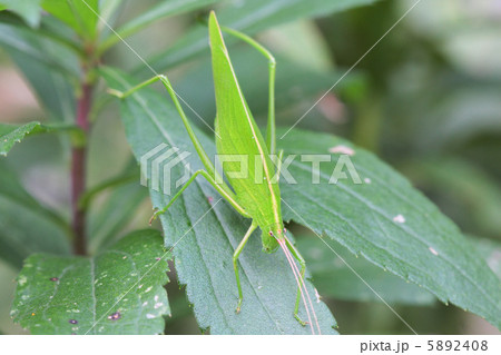 セスジツユムシのメス 5892408