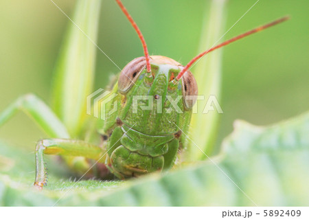 コバネイナゴの顔のアップ 5892409