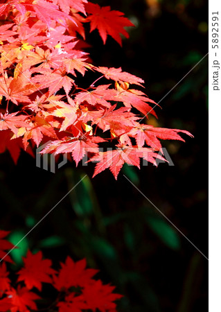 イタヤカエデの紅葉の写真素材