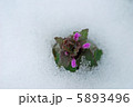 雪中花 5893496