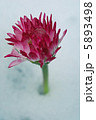 雪中花 5893498