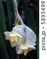 雪中花 5893499