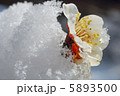 雪中花 5893500