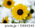 ひまわり 5894340