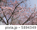 さくら 5894349