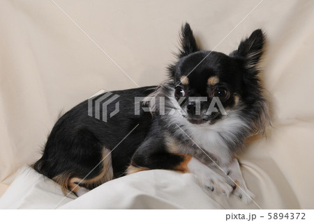 チワワ 5894372