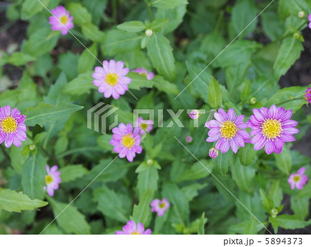 淡紫の小さな菊の写真素材