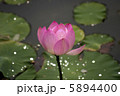 蓮の花 5894400
