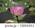 蓮の花 5894401