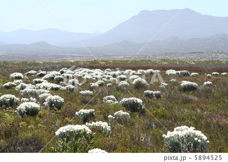 世界遺産ケープ植物区保護地区 世界遺産ケープ植物区保護地区 5894525