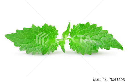 Mint isolated 5895308