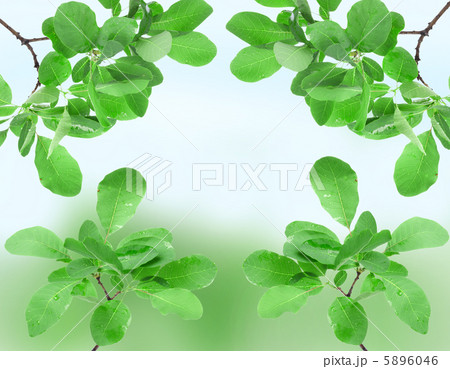 Beautiful spring green leaves 5896046