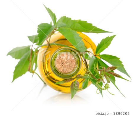 White wine and vine isolated White wine and vine isolated 5896202