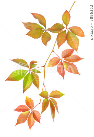 Branch with leaves 5896352