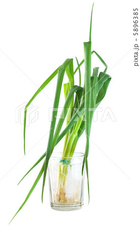 Bunch green onions Bunch green onions 5896385