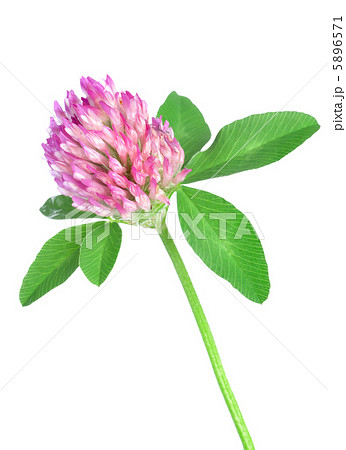 Red clover Red clover 5896571