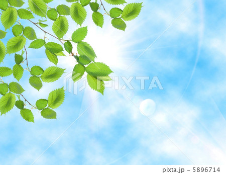 Green leaf opposite sun Green leaf opposite sun 5896714