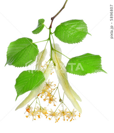 Flowers of linden-tree 5896807