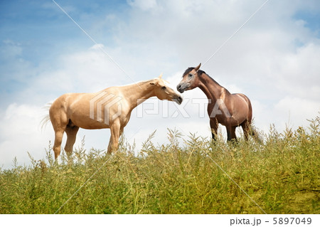 Love of horse 5897049