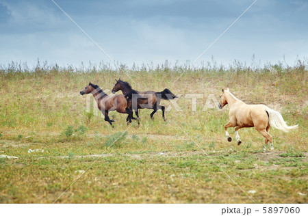 Horses of Kazakhstan 5897060
