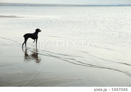 Dog and sea 5897088