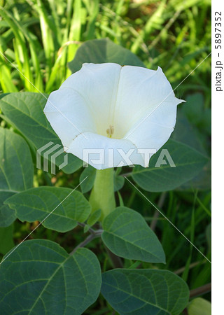 アメリカ朝鮮朝顔の写真素材