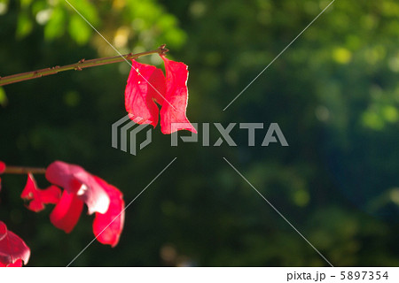 錦木の紅葉 錦木の紅葉 5897354