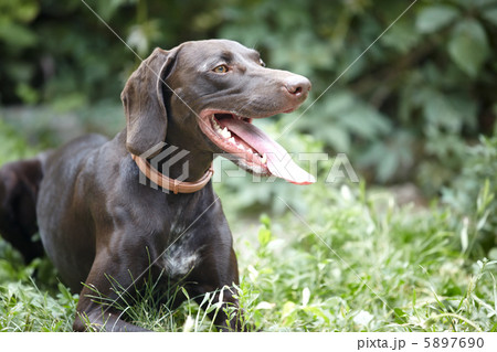 German short-haired pointer 5897690