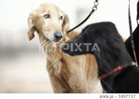 Two Turkmenian greyhound dogs Two Turkmenian greyhound dogs 5897737