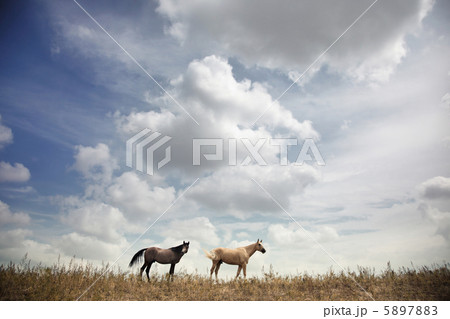 Horses 5897883