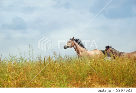 Running horses 5897932