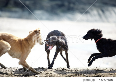 Dog fight Dog fight 5897986
