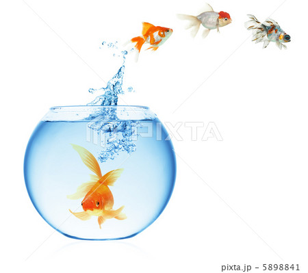 goldfish jumping out of the water goldfish jumping out of the water 5898841