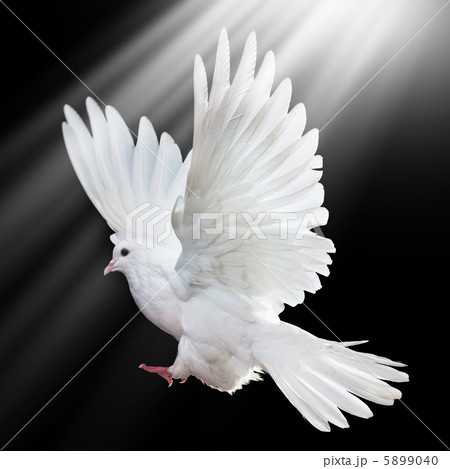 A free flying white dove isolated on a black 5899040
